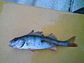spinnfiskade lite , abborren p� bilden h�gg p� min spinnare och kort d�refter h�gg en skaplig g�dda p� borren .. Kul hugg ! =)