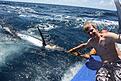 Blue Marlin ca 150 pound