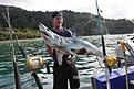 Mako Shark 45 pound