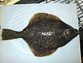 Mitt f�rsta PB p� plattfisk! Skrubbsk�dda 0.410 kg.