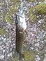 F�rsta g�ddan 2009.

4,1 Kilo