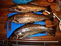3 schyssta �ringar den st�rsta p� 2.25 kg och den minsta p� 2 kg

fasen vad alla runt sj�n var avundsjuka p� oss ;)