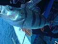 abbore 1