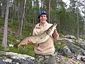 PB  8.5kg  Storavan i Arvidsjaur