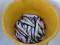 Str�mmingfiske i Norrt�ljes sk�rg�rd