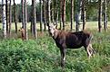Wildlife i h�gsta grad :)
