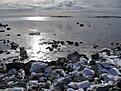 Ronnebysk�rg�rden i Februari