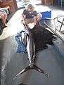 Sailfish 65kg Maldiverna