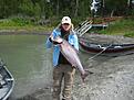 Kungslax 16kg Kenai river