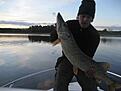 2008 06 12 G�dda 6,8 kg, Buster Jerk Tiger f