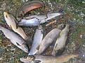 snittvikt p� kilot..
