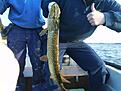 Liten v�rg�dda :)