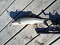 En id p� 43cm och 8hg! sp�f�ngad med spinnare! Helt klart cr! =)