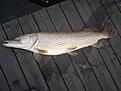 Fet o fin! :) 118 cm och 12,6 kg