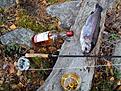 Fisken innan fil�kniven �kte fram