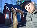 va p� middag hos farsan och fick lust att testa lyckan vid bryggan d�r mitt fiske intresse b�rjade en g�ng i tiden och p� andra kastet h�gg den s� det va ju nice alltid gott med lite g�dda