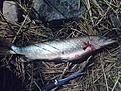 det h�r va en riktig str�mmings g�dda 9 stora str�mmingar hade den i magen