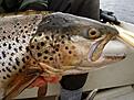 S� her fisk slepper vi tilbaks.