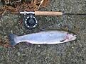 K�pte sp�t 090930 och hade inte testat flugfisket tidigare �verhuvudtaget. Fisken f�ngades den 901021.
Detta �r inte n�gon stor fisk, men vilken k�nsla!
Varf�r har Jag inte b�rjat med flugfisket tidigare?