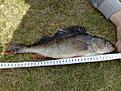 Abborre p� 880gr � 38 cm