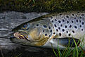 troutmudd