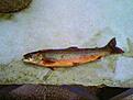 3 hg och 32 cm