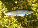 2,5kg Havs�ring