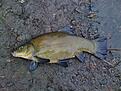 fiske 008