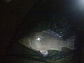 fiske 037