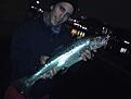 En liten havs�ring al� str�mmen