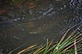 Stigande �ring, S�byb�cken