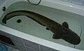 sima