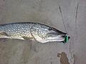 5,2 Kg