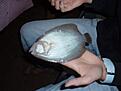 sl�tvar Danmark 2006. lyckades s�tta kroken i ryggen..