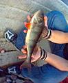 abborre