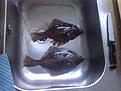 F�rsta Fiska detta �ret :) fick dom den 02-05-2010