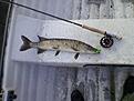 F�rsta g�ddan p� fluga,skitkul fiske