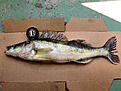 G�S 2,49KG