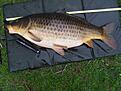 11370 gram ren, fet k�rlek..