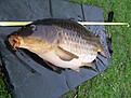 11370 gram ren, fet k�rlek..