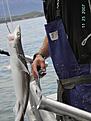 Dogfish