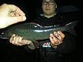 Harr 1kg, 46cm