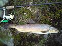 47 cm p� fl�tfluga :)
