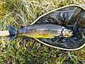 1,6 kilo fj�ll�ring.