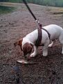 Hunden fiskar :)