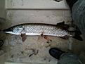 Plats: Tyres� B�tklubb
Datum: 7 Augusti
Vikt: 4,5kg
Bete: Jerkbait
C&R: Ja