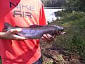 Regnb�ge 1.9 kg, min f�rsta fisk p� fluga! ;)