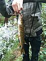 en gullig liten g�dda f�ngad i hultsfred.