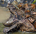 Alligator Snapping Turtle.