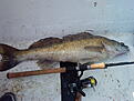 4.25kg g�s